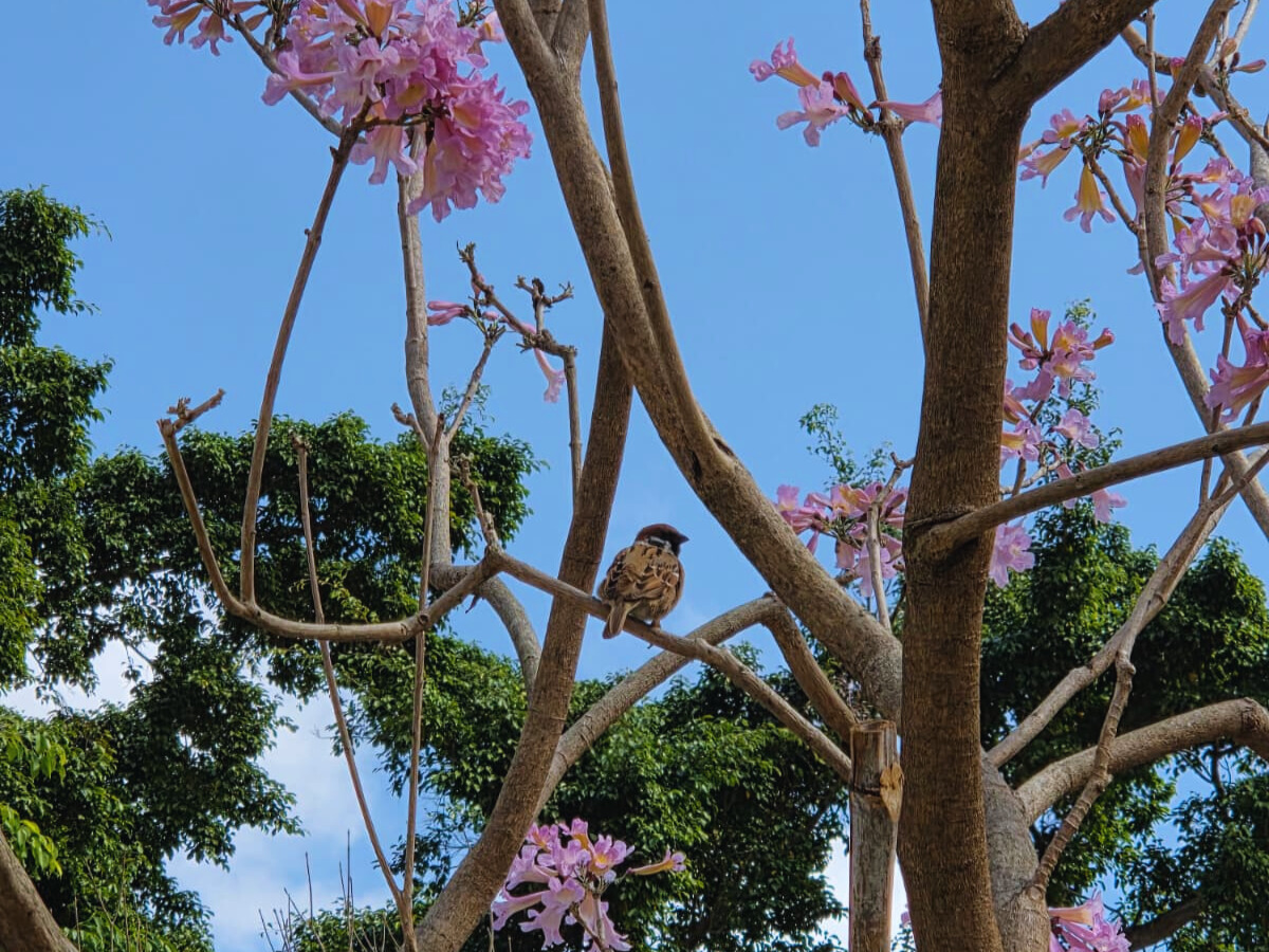 Birds in Sha Tin Park