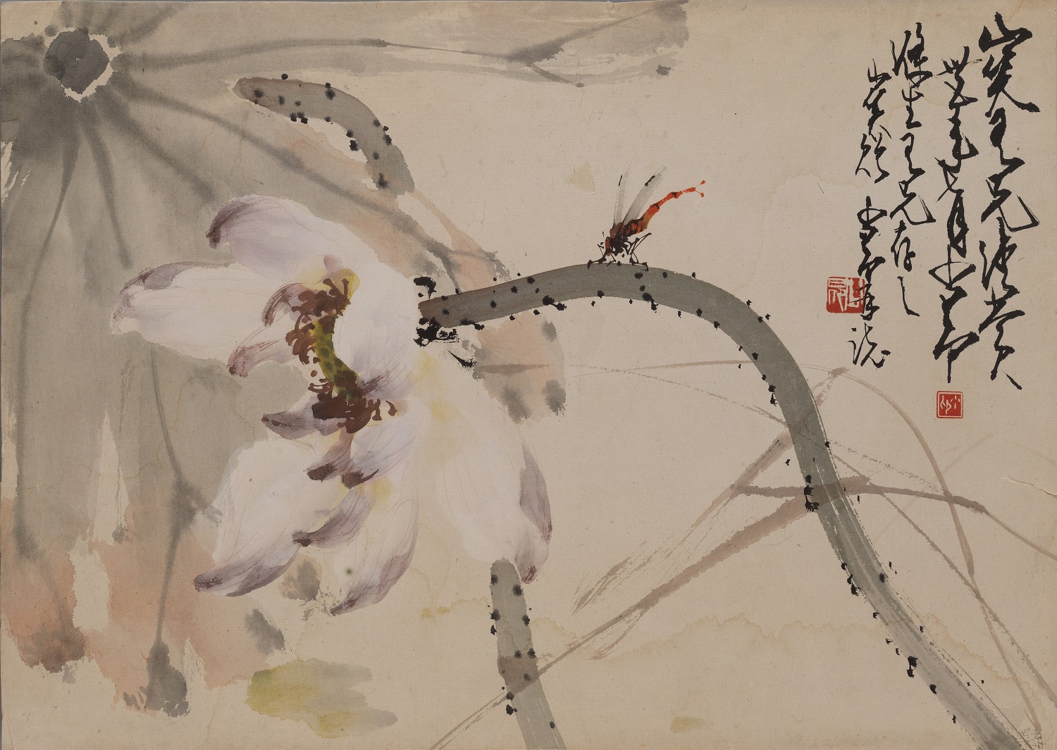 荷花蜻蜓